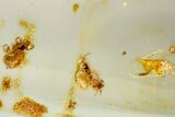 Polished Colombian Copal ( g) - Contains Termites & Beetle! #326715-1